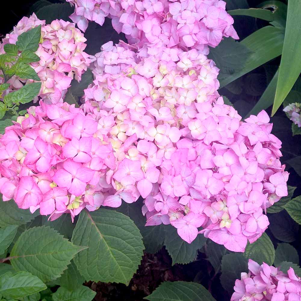 Hortensia Endless Summer BloomStar" 0.40 - 0.60 m Hydrangea macrophylla „Endless Summer BloomStar”