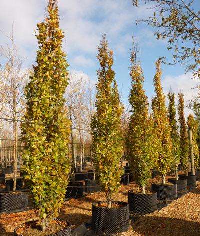 Fag columnar Dawyck Gold" 1.20 - 1.50 m  Fagus sylvatica „Dawyck Gold”