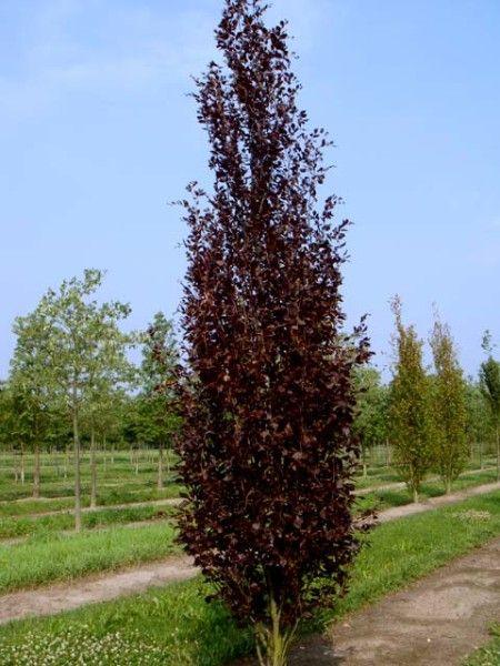 Fag columnar Dawyck Purple" 1.20 - 1.50 m  Fagus sylvatica „Dawyck Purple”