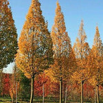 Columnar hornbeam tree 3.00 - 4.00 m Carpinus betulus Fastigiata"