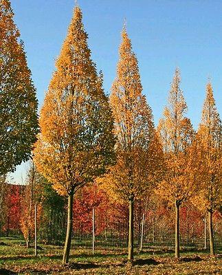 Carpen columnar arbore 3.00 - 4.00 m  Carpinus betulus Fastigiata"