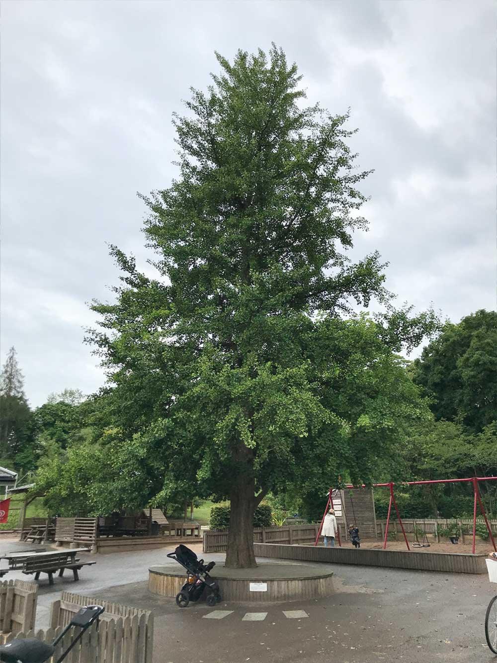 Arborele pagodelor 4.00 - 5.00 m  Ginko biloba