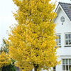 Pagoda tree Fastigiata Blagon" 2.00 - 2.50 m Ginkgo Biloba "Fastigiata Blagon"