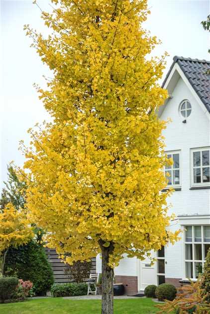 Pagoda tree Fastigiata Blagon" 2.00 - 2.50 m Ginkgo Biloba "Fastigiata Blagon"