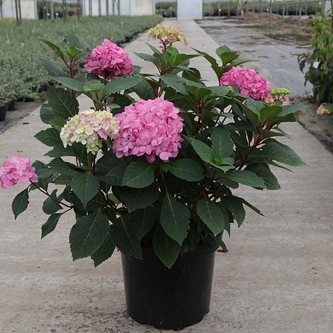 Hortensia Endless Summer BloomStar" 0.40 - 0.60 m Hydrangea macrophylla „Endless Summer BloomStar”