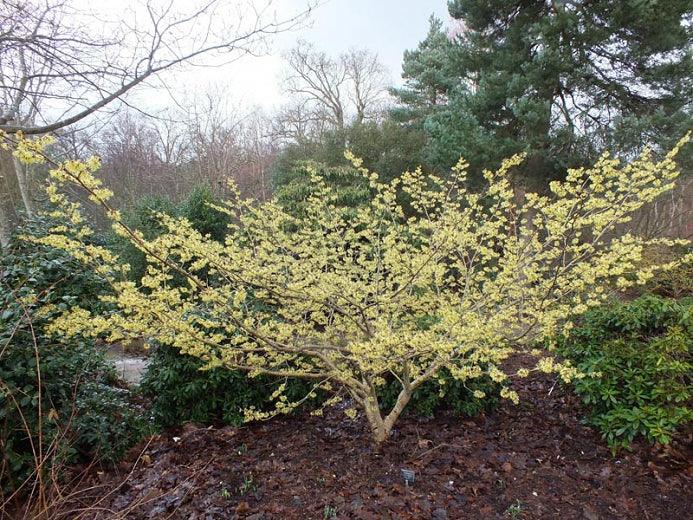 Nucul vrajitoarelor Diane" 0.80 - 1.20 m  Hamamelis x intermedia"Diane"