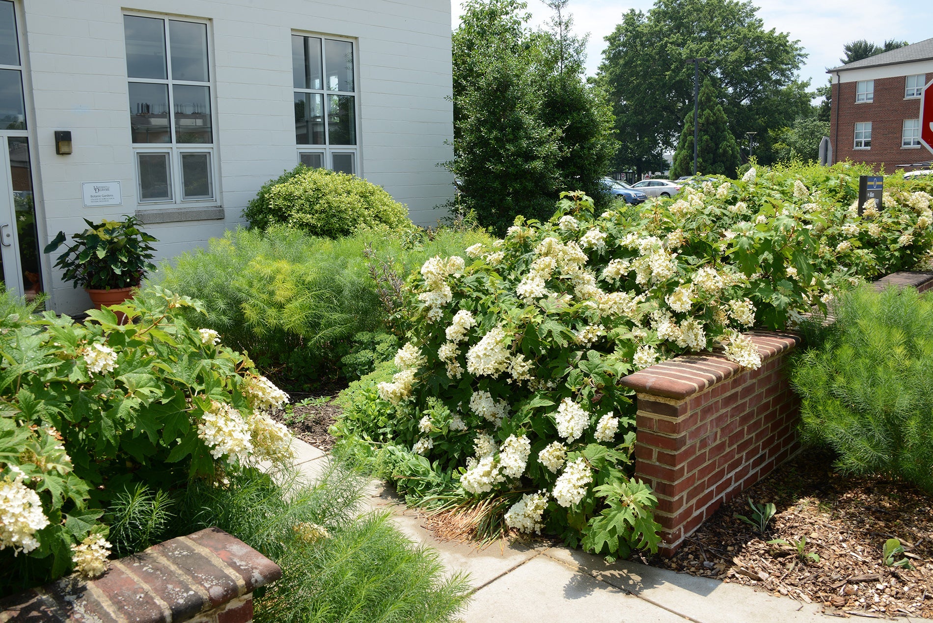 Hortensia Quercifolia" 0.50 - 0.70 m  Hydrangea quercifolia