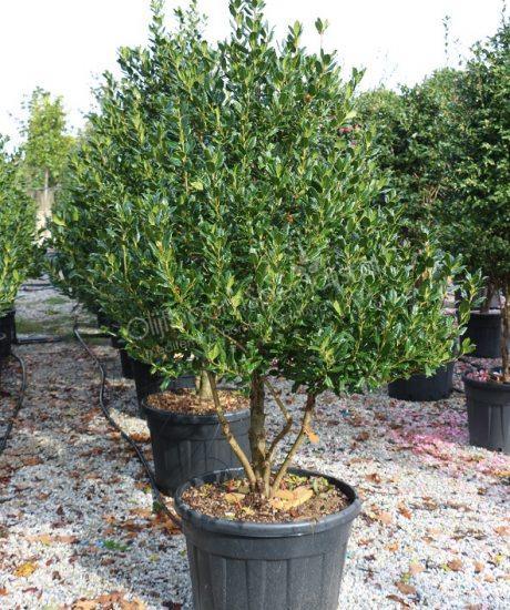 Ilex Nellie R.Stevens" multitulpinal 1.50 - 1.75 m  Ilex mutchagara "Nellie R.Stevens"