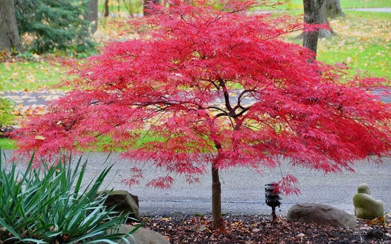 Artar japonez Inaba Shidare" 1.70 - 2.00 m  Acer palmatum dissectum "Inaba Shidare"