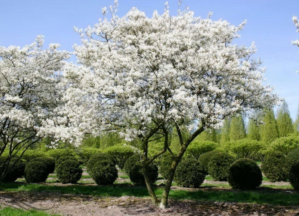 Arbore de stafide 2.00 - 2.50 m  Amelanchier lamarckii