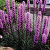 Liatris spicata Kobold