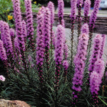 Liatris spicata Kobold