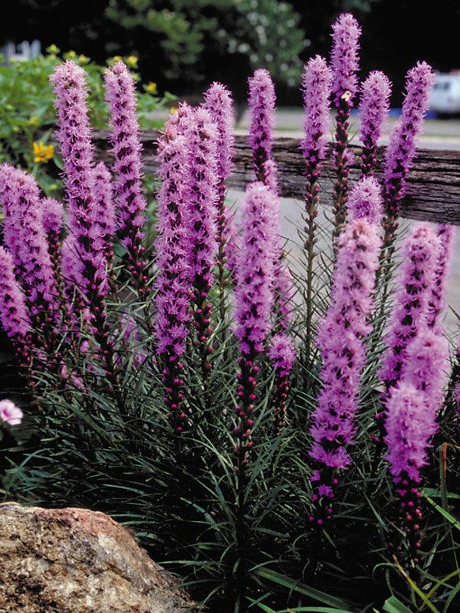 Liatris spicata Kobold