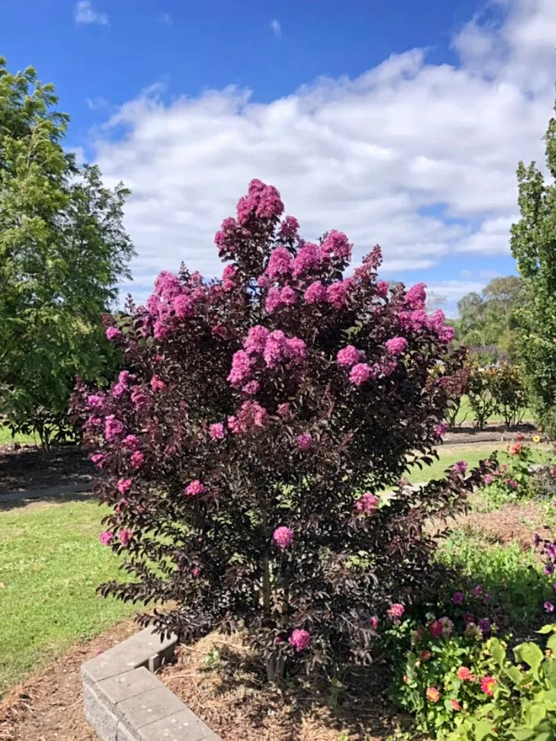 Liliac Indian Black Diamond Lavander Lace" 1.30 - 1.50 m  Lagerstroemia Indica "Black Diamond Lavander Lace"