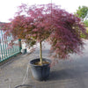 Artar japonez Inaba Shidare" 1.70 - 2.00 m  Acer palmatum dissectum "Inaba Shidare"