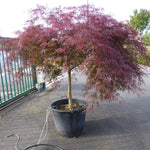 Artar japonez Inaba Shidare" 1.70 - 2.00 m  Acer palmatum dissectum "Inaba Shidare"