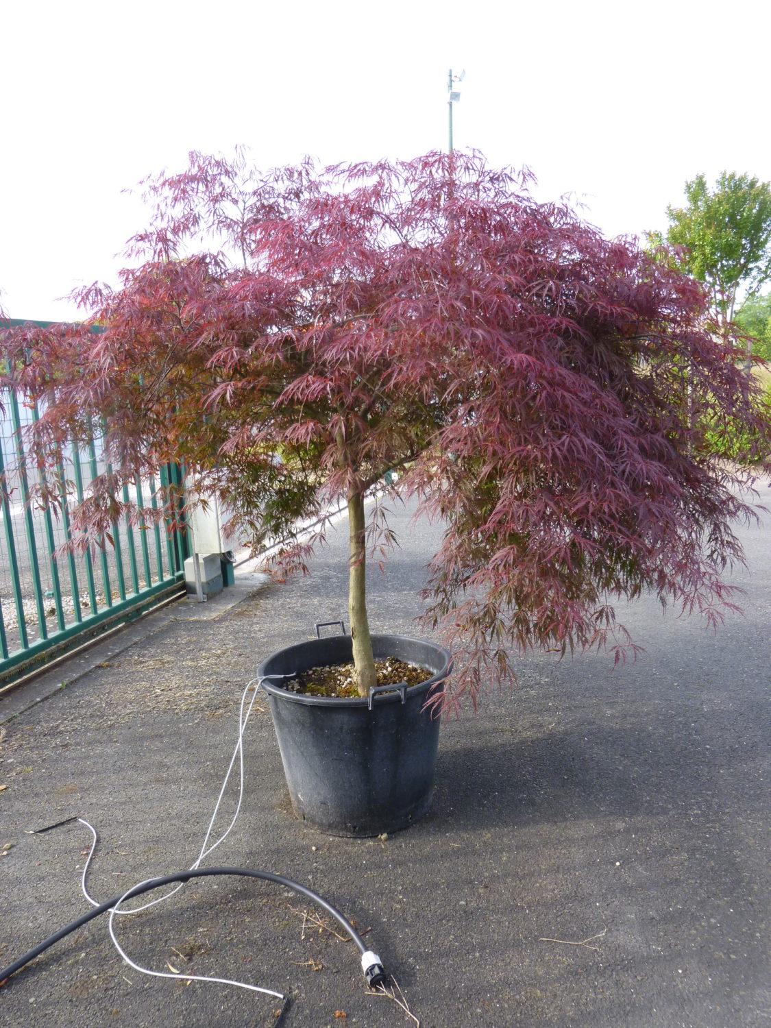 Artar japonez Inaba Shidare" 1.70 - 2.00 m  Acer palmatum dissectum "Inaba Shidare"