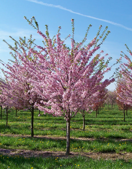 Piersic Redhaven" 1.80 - 2.30 m  Prunus persica „Redhaven”