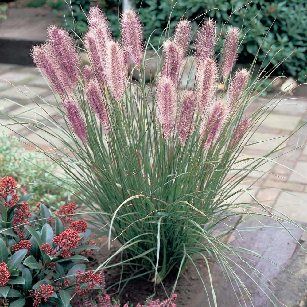 Pennisetum alopecuroides Red Head" 0.20 - 0.30 m  Pennisetum alopecuroides "Red Head"