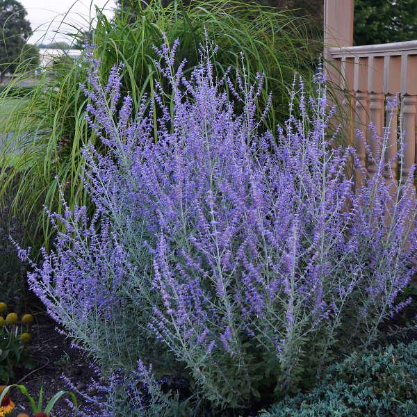 Perovskia atriplicifolia Blue Spire""