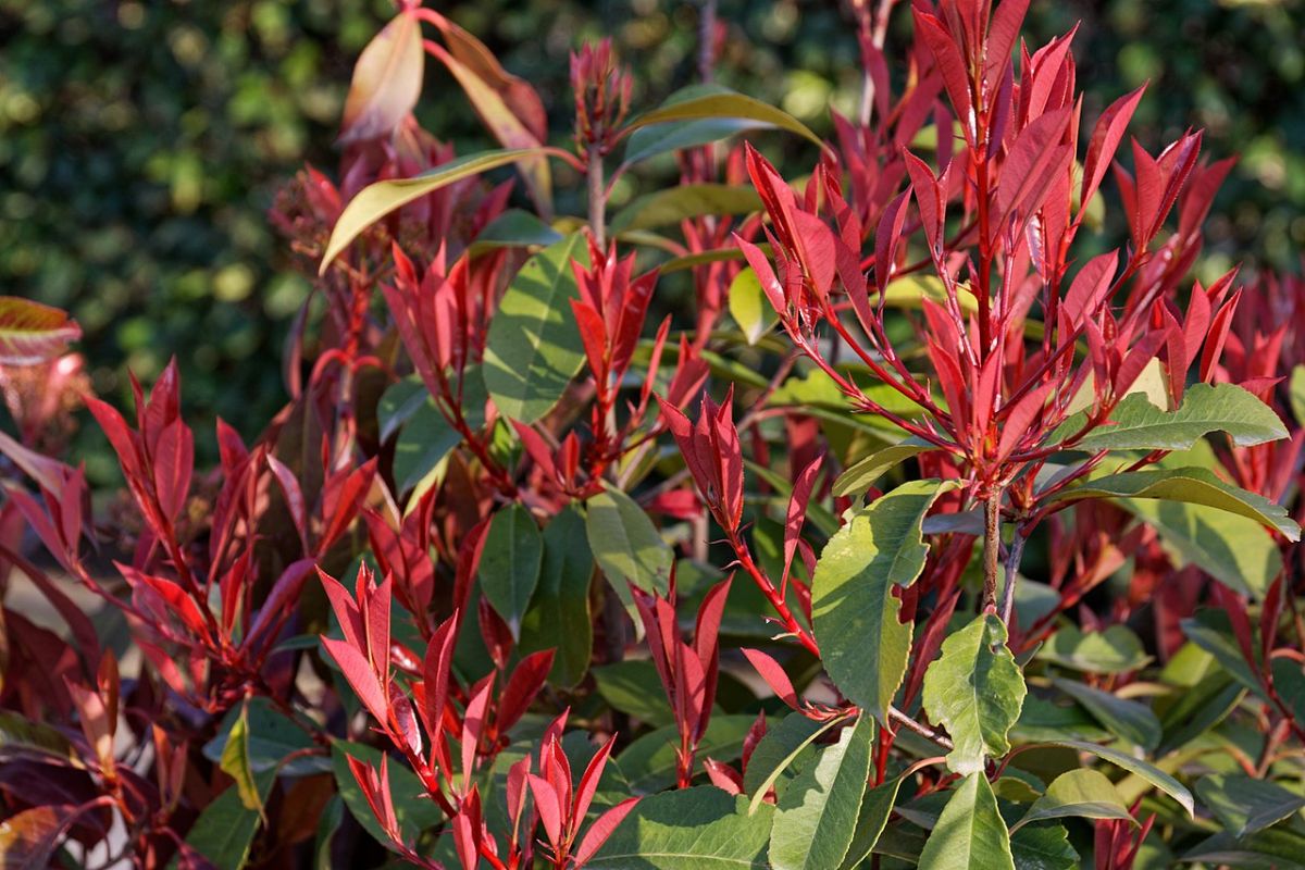 Photinia Red Robin" 1.20 - 1.40 m  Photinia serulata "Red Robin"