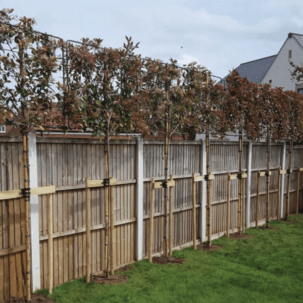 Photinia Red Robin" palier 2.50 - 3.00 m   Photinia serrulata "Red Robin"