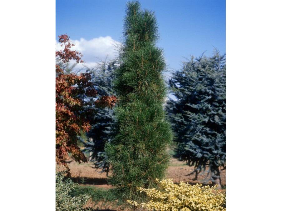 Pin negru Green Tower" 0.50 - 0.70 m  Pinus nigra "Green Tower"