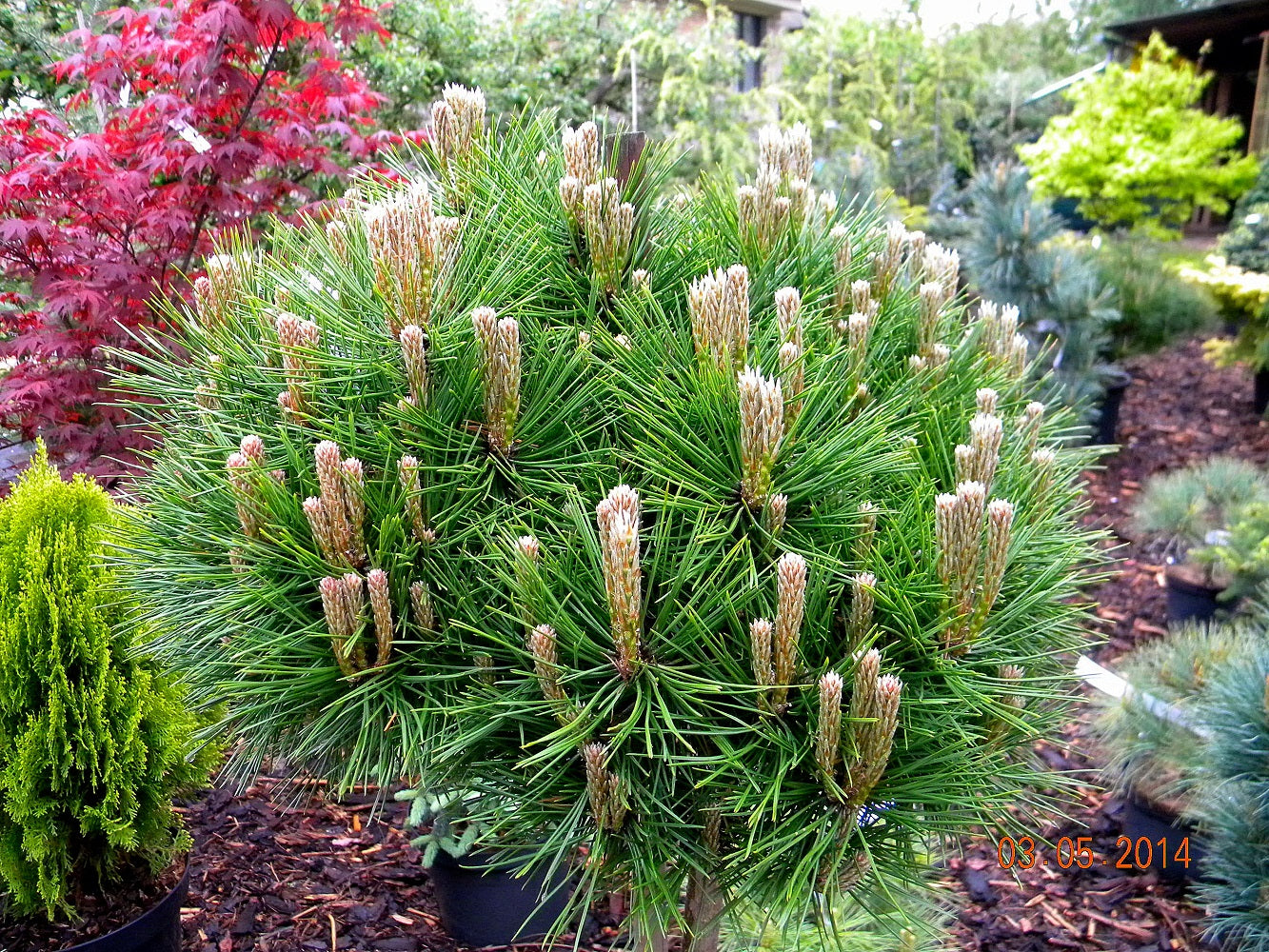 Pin rosu japonez Low Glow" 0.80 - 1.00 m  Pinus densiflora "Low Glow"