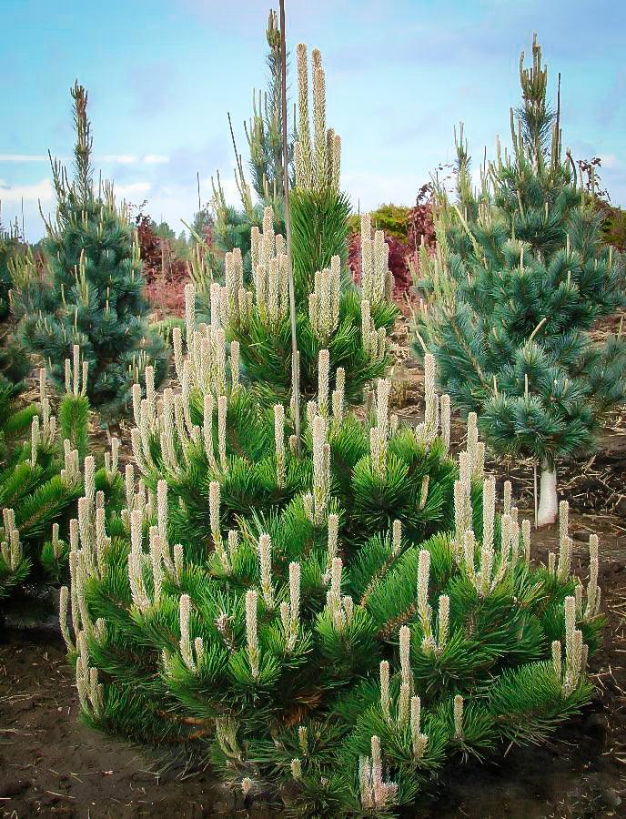 Pin negru Oregon Green" 1.70 - 2.00 m  Pinus nigra "Oregon Green"