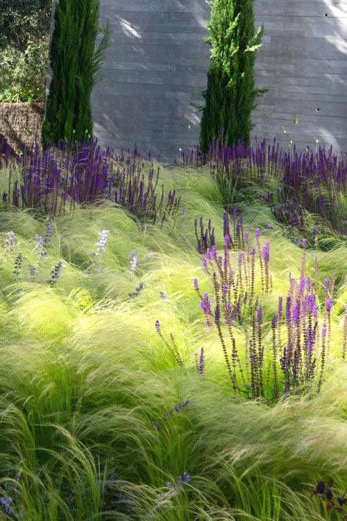 Stipa tenuissima Pony Tails