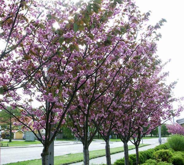 Cires japonez Kanzan" 2.00 - 2.50 m  Prunus serrulata "Kanzan"