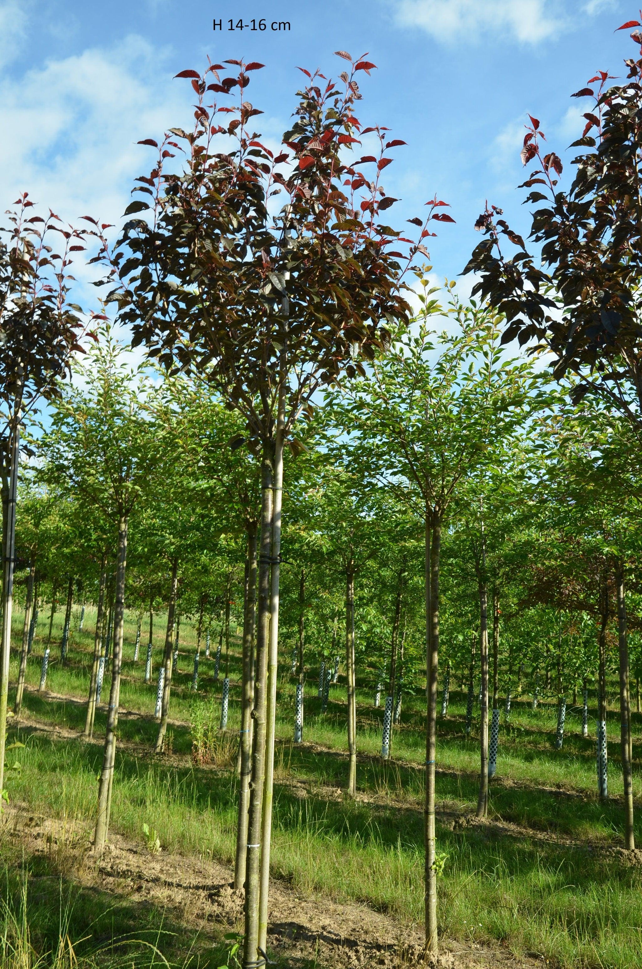 Cires japonez Royal Burgundy" 2.00 - 2.50 m  Prunus serrulata "Royal Burgundy"