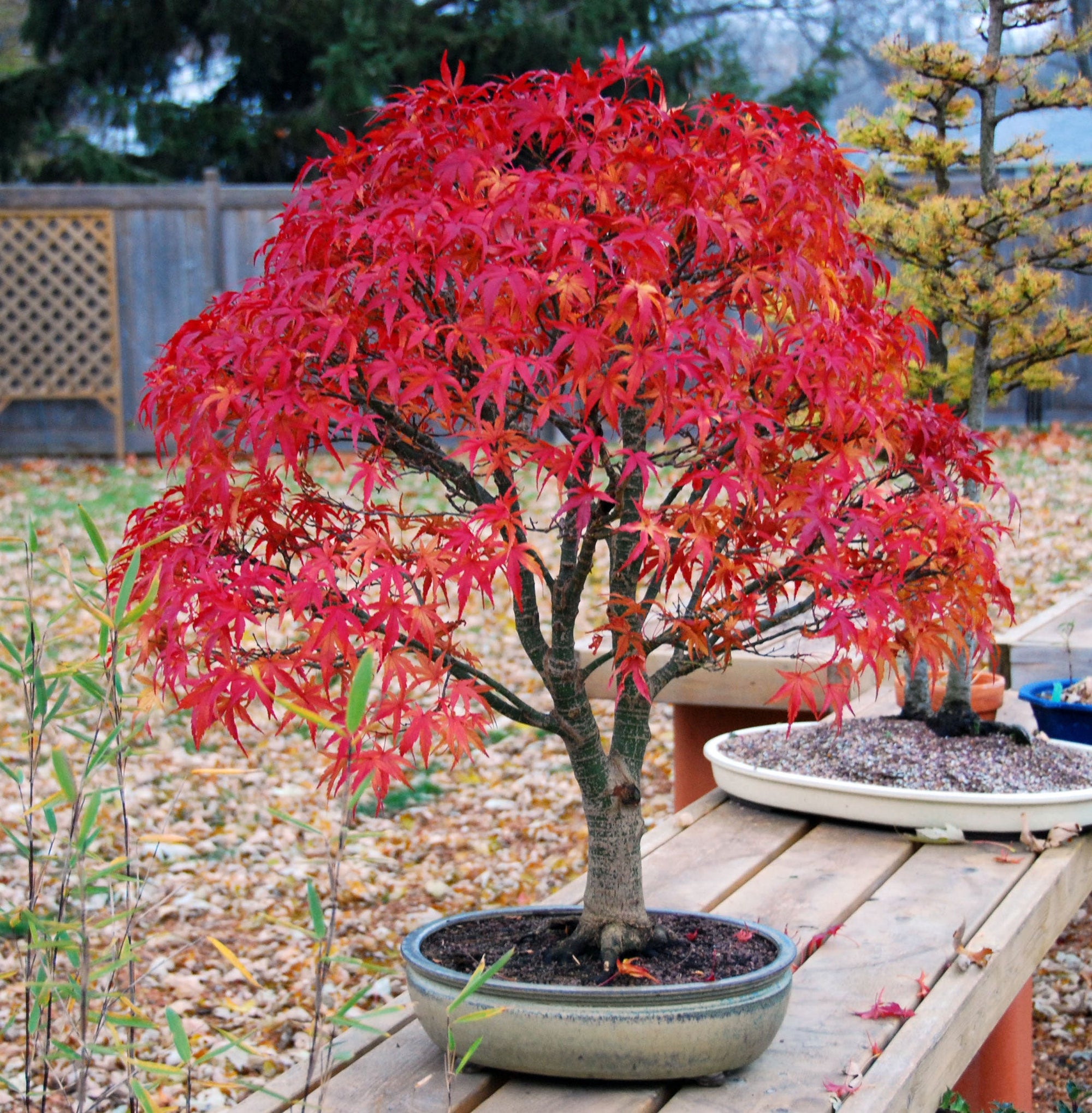 Artar japonez Sharp's Pygmy" 0.60 - 0.80 m  Acer palmatum "Sharp's Pygmy"