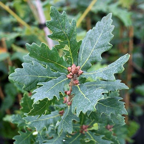 Stejar columnar Koster" 3.00 - 3.50 m  Quercus robur "Fastigiata Koster"