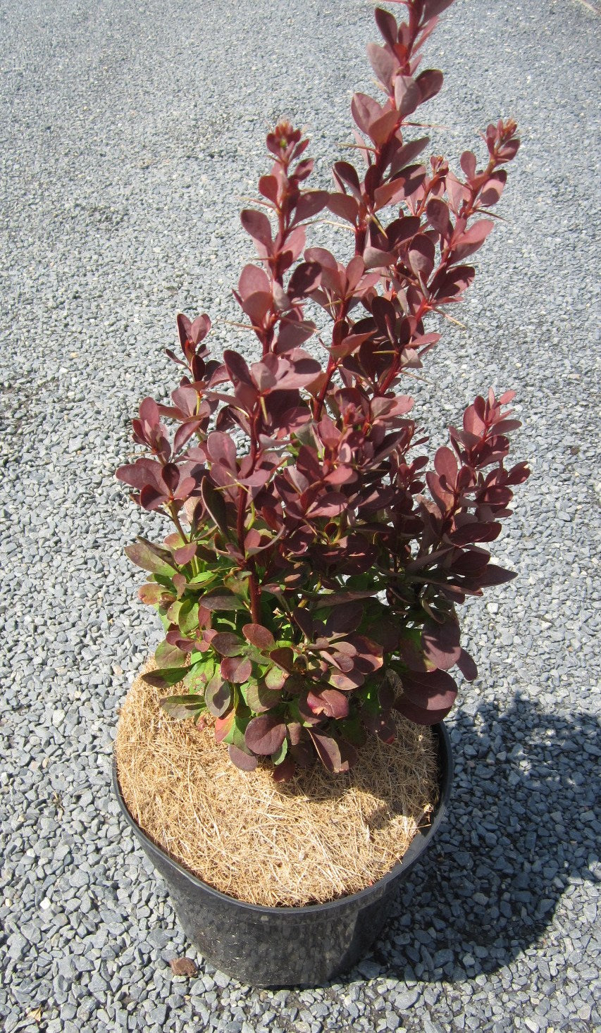 Dracila Red Rocket " 0.40 - 0.60 m Berberis thunbergii "Red Rocket "