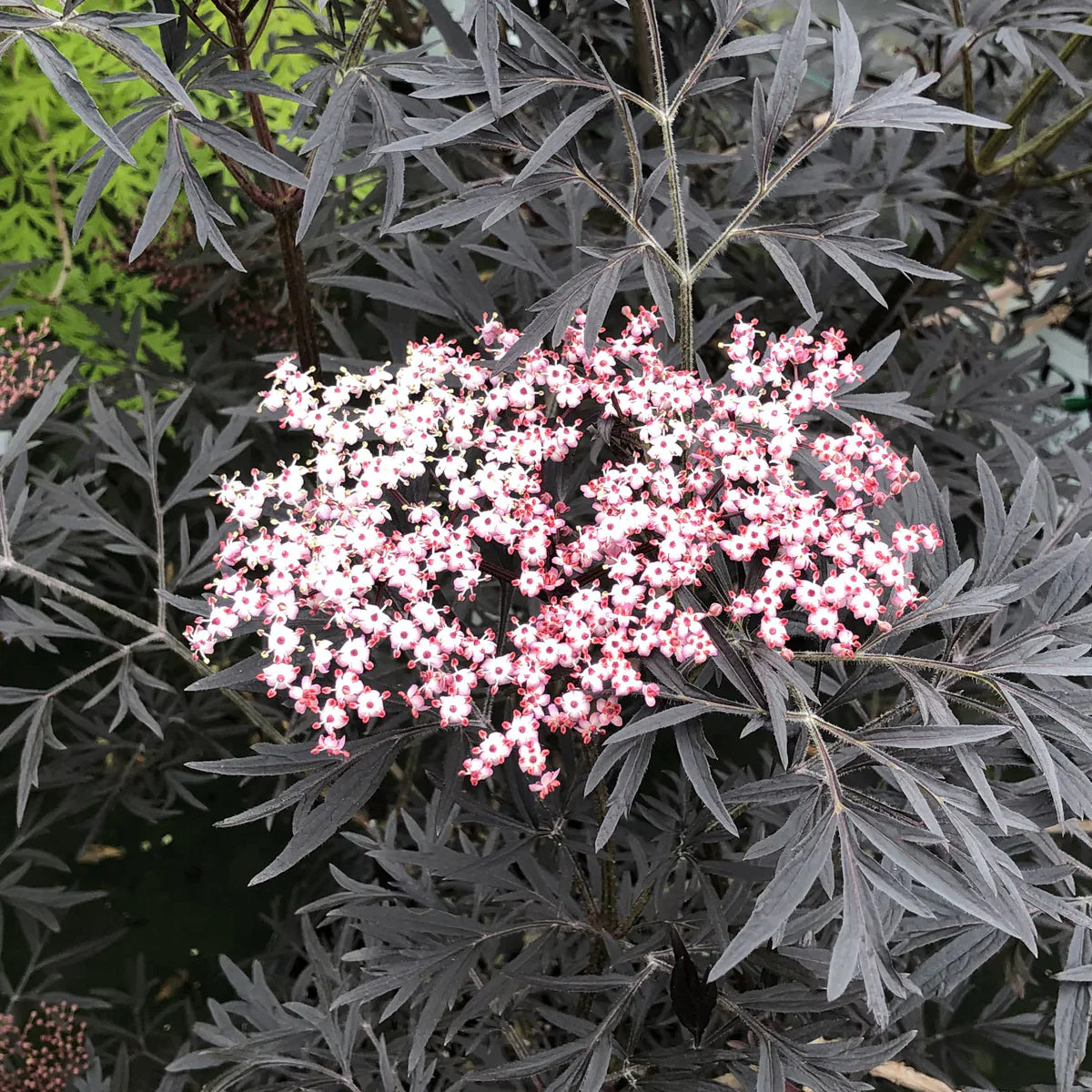 Soc negru Black Lace" 0.80 - 1.20 m  Sambucus nigra "Black Lace"