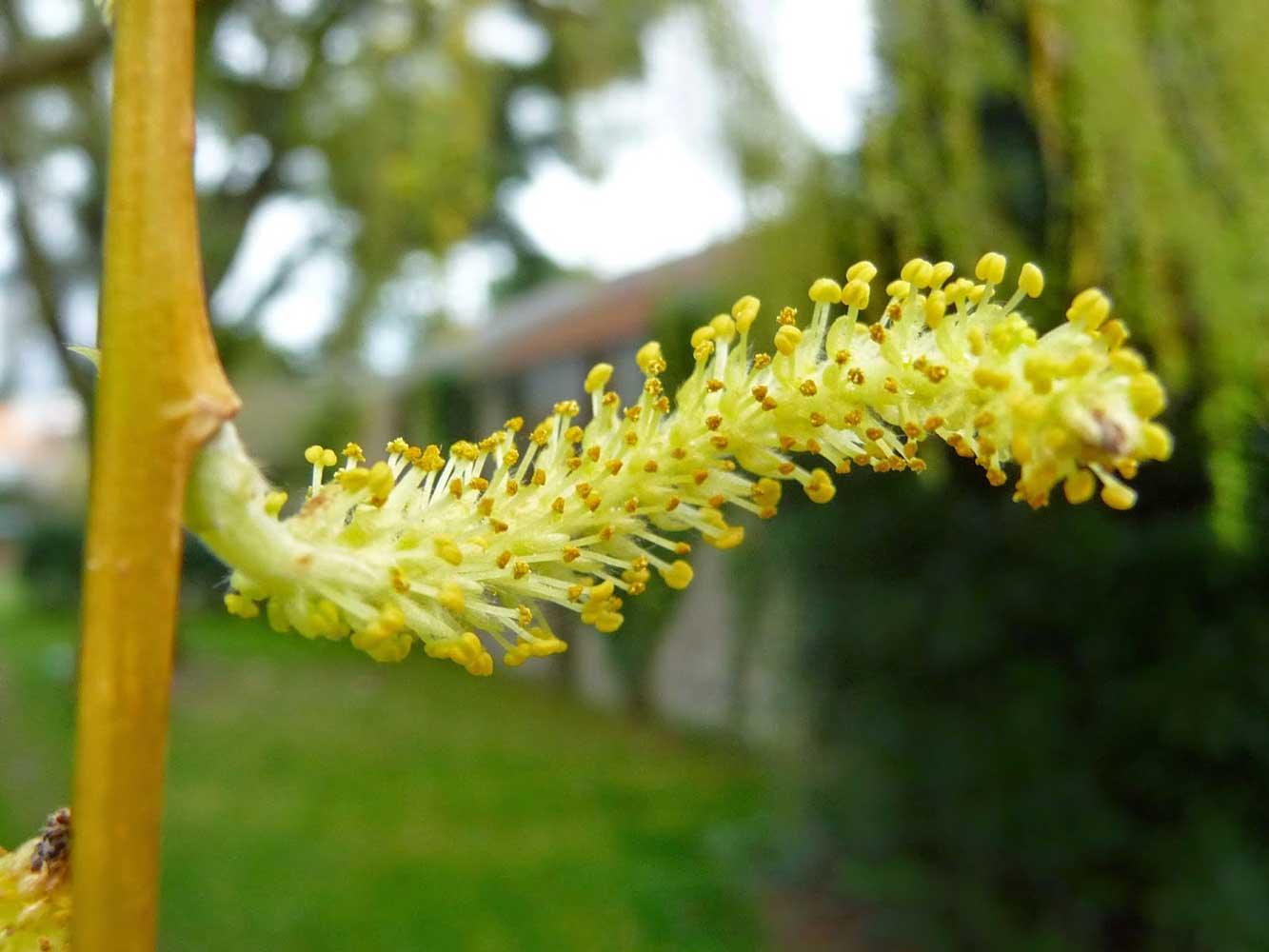 Salcie plangatoare Aurea" 2.50 - 3.50 m  Salix babylonica "Aurea"