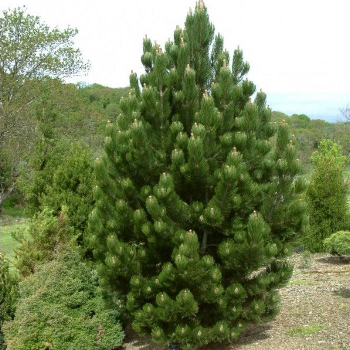 Pin negru Oregon Green" 1.70 - 2.00 m  Pinus nigra "Oregon Green"