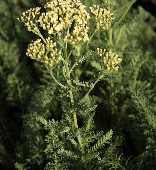 Achillea millefolium Hoffnug