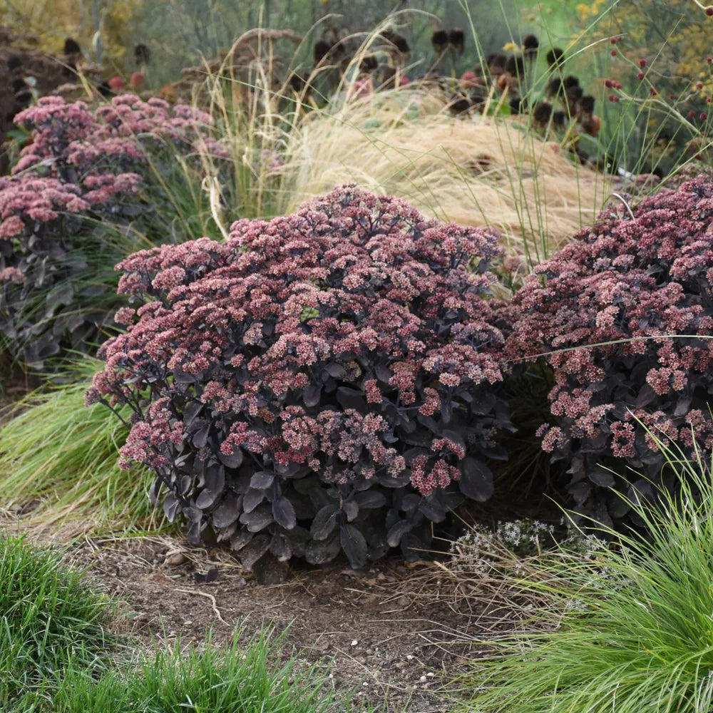 Iarba grasa Black Beauty Spectabile" 0.30 - 0.50 m  Sedum spectabile "Black Beauty"