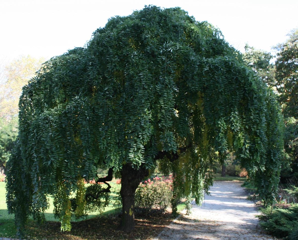 Salcam japonez pendul  2.00 - 2.50 m  Sophora japonica Pendula"