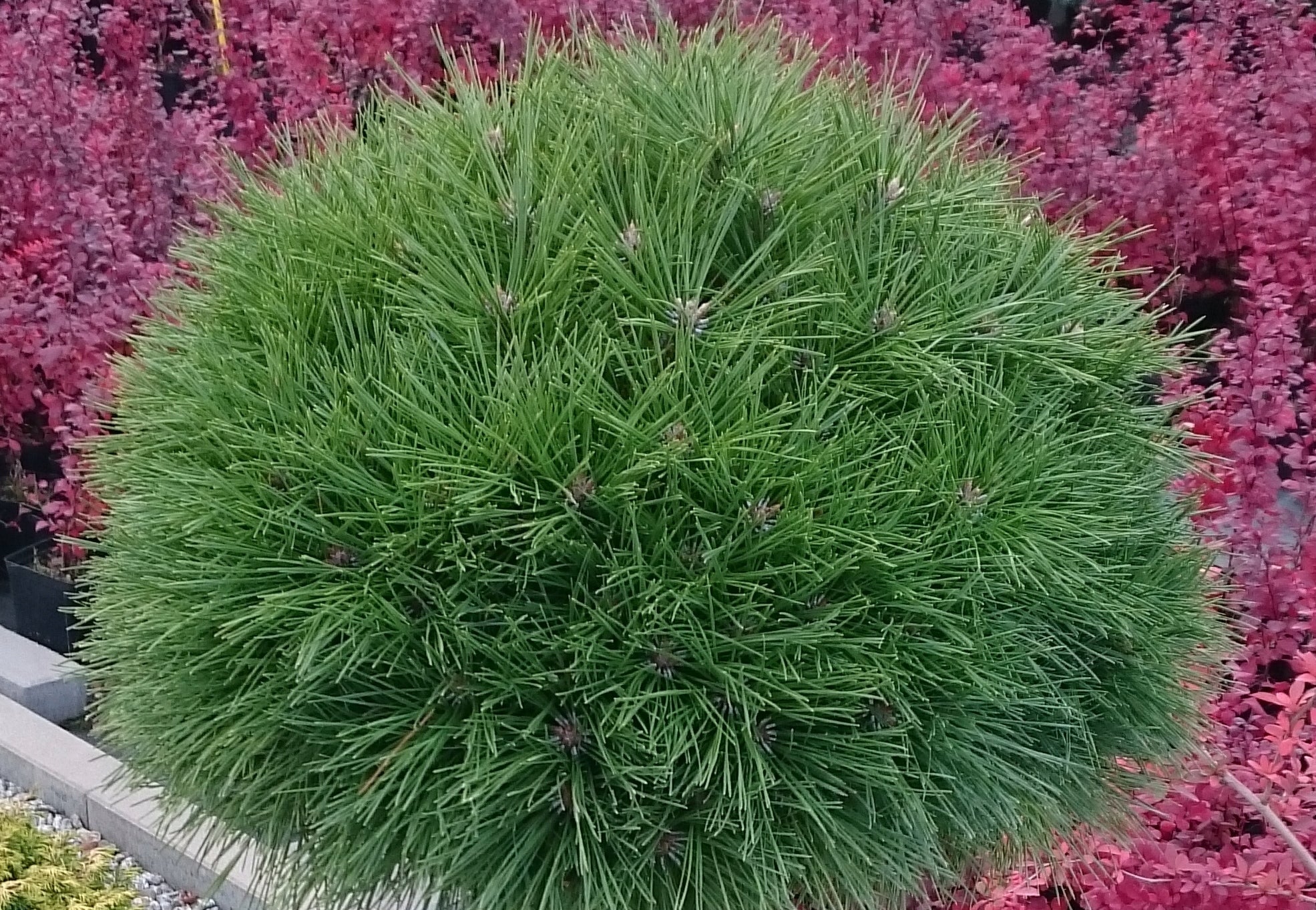 Pin rosu japonez Low Glow" 0.80 - 1.00 m  Pinus densiflora "Low Glow"