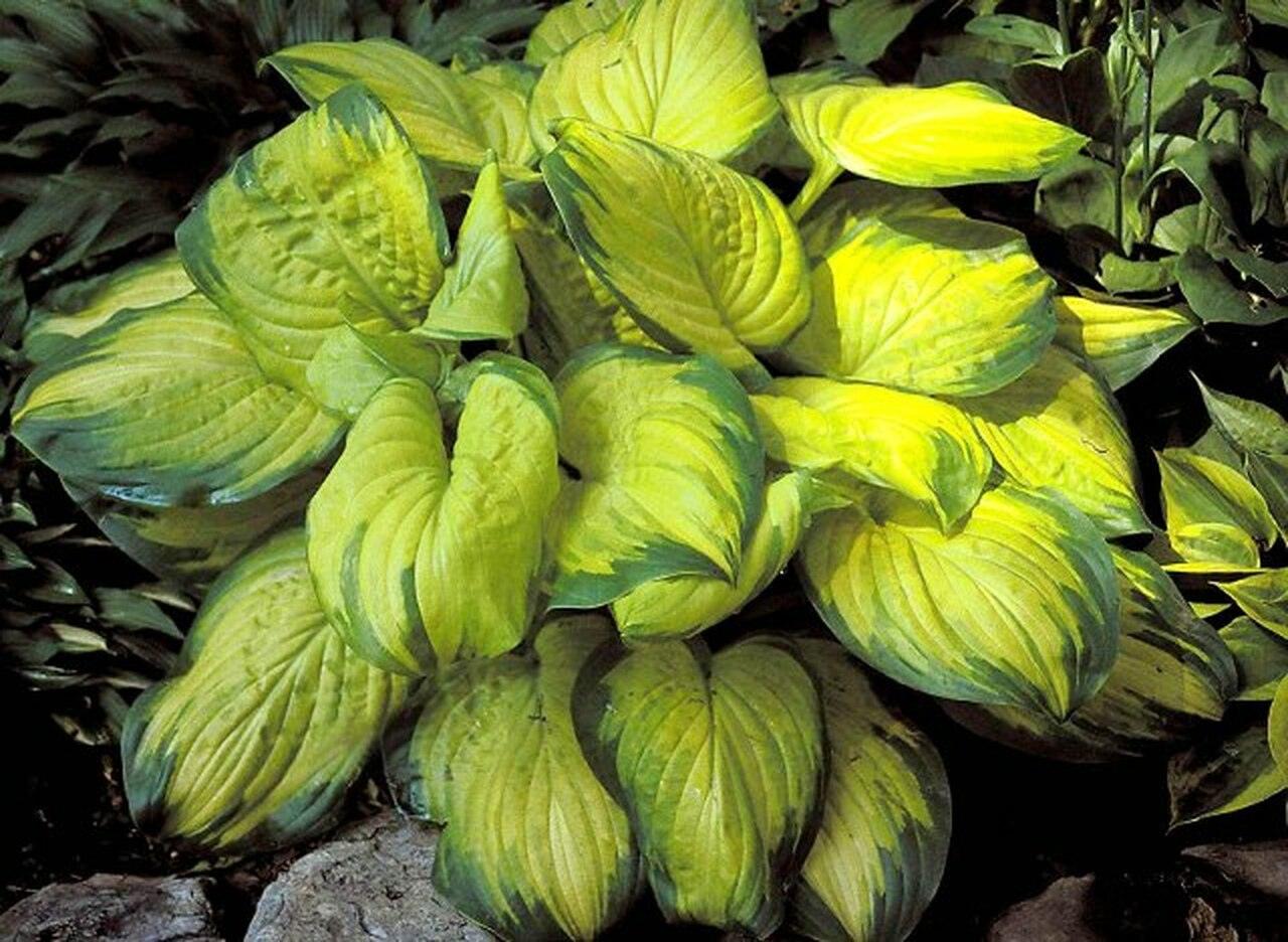 Hosta Stained Glass