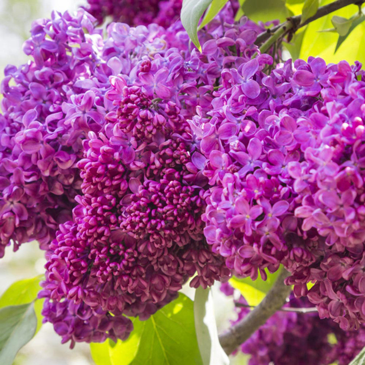 Liliac Charles Joly" 1.20 - 1.50 m   Syringa vulgaris "Charles Joly"