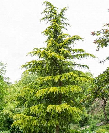 Cedru de Himalaya Aurea" 1.75 - 2.00 m  Cedrus deodara  "Aurea"