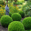 Buxus Faulkner" minge 0.40- 0.50 m  Buxus microphylla"Faulkner"