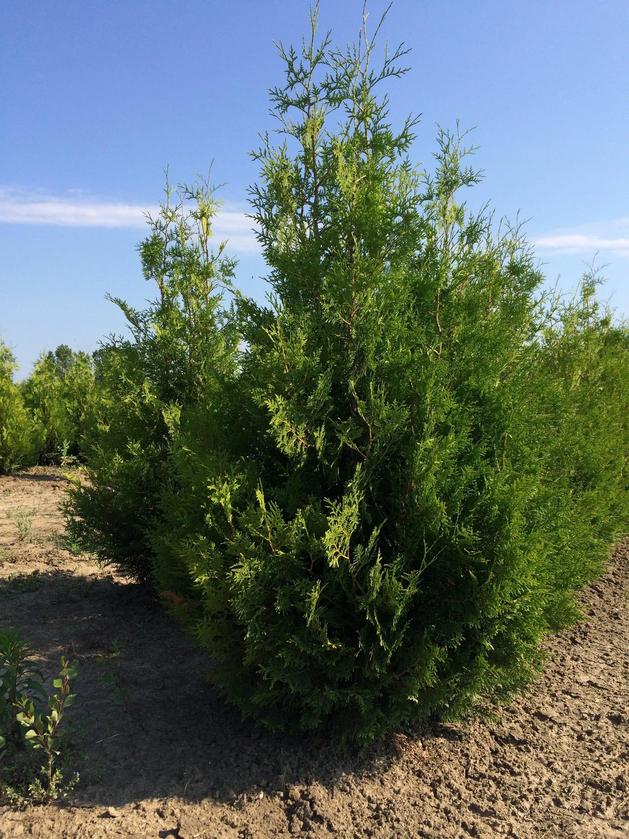 Tuia Brabant"  1.40 - 1.60 m Thuja occidentalis "Brabant"