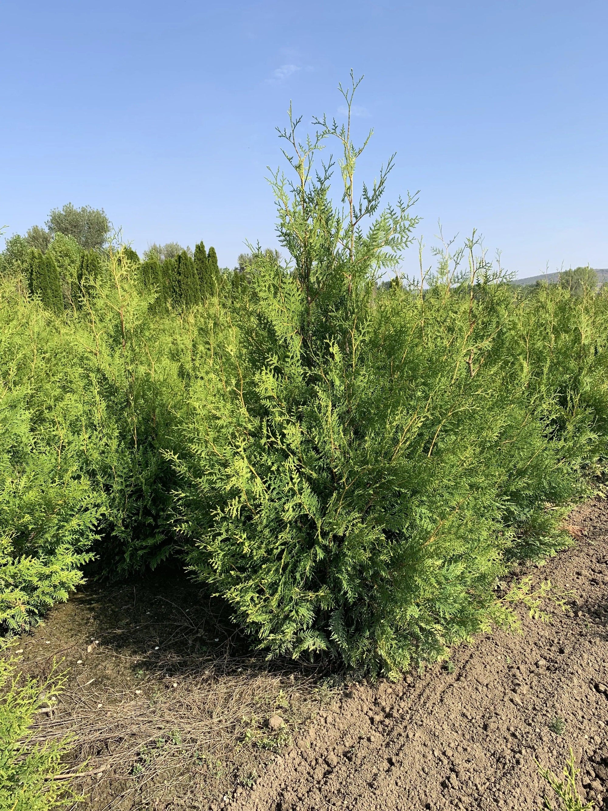 Tuia Brabant"  1.40 - 1.60 m Thuja occidentalis "Brabant"