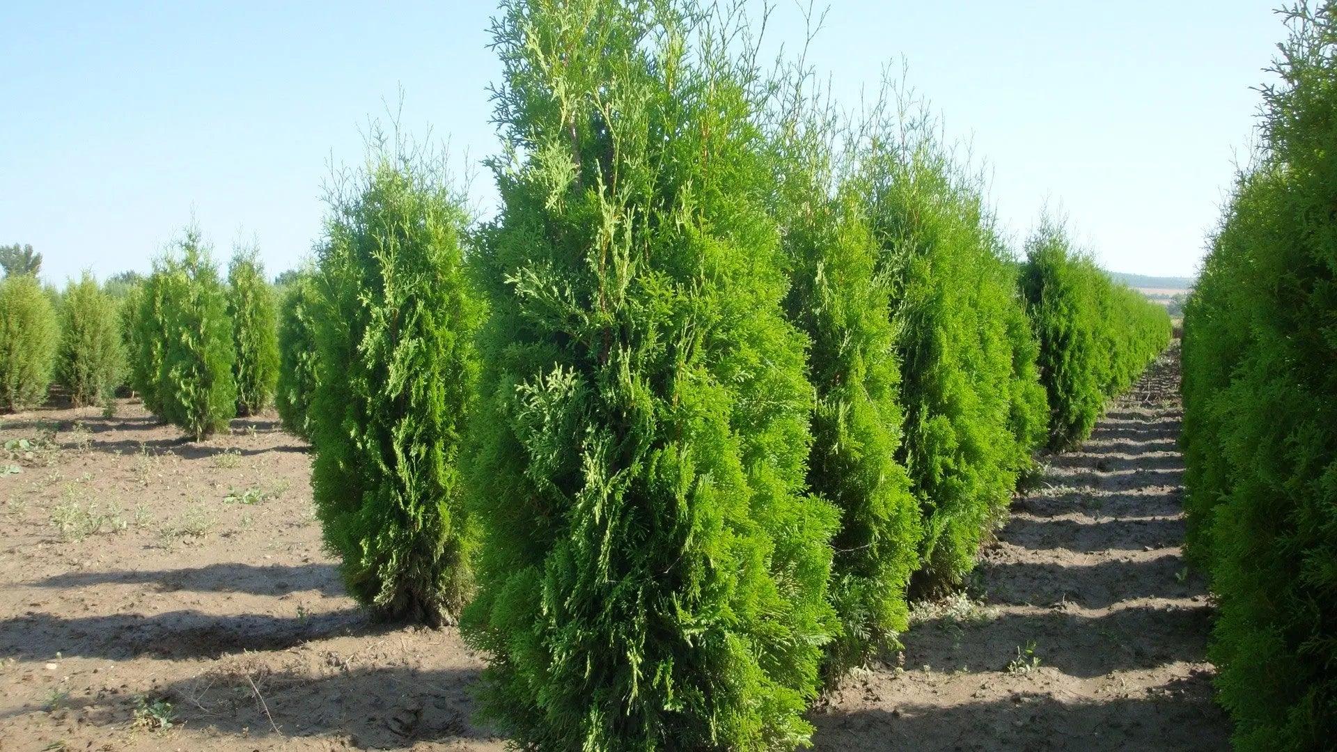 Tuia Columna" 0.80 - 1.00 m  Thuja occidentalis "Columnaris"