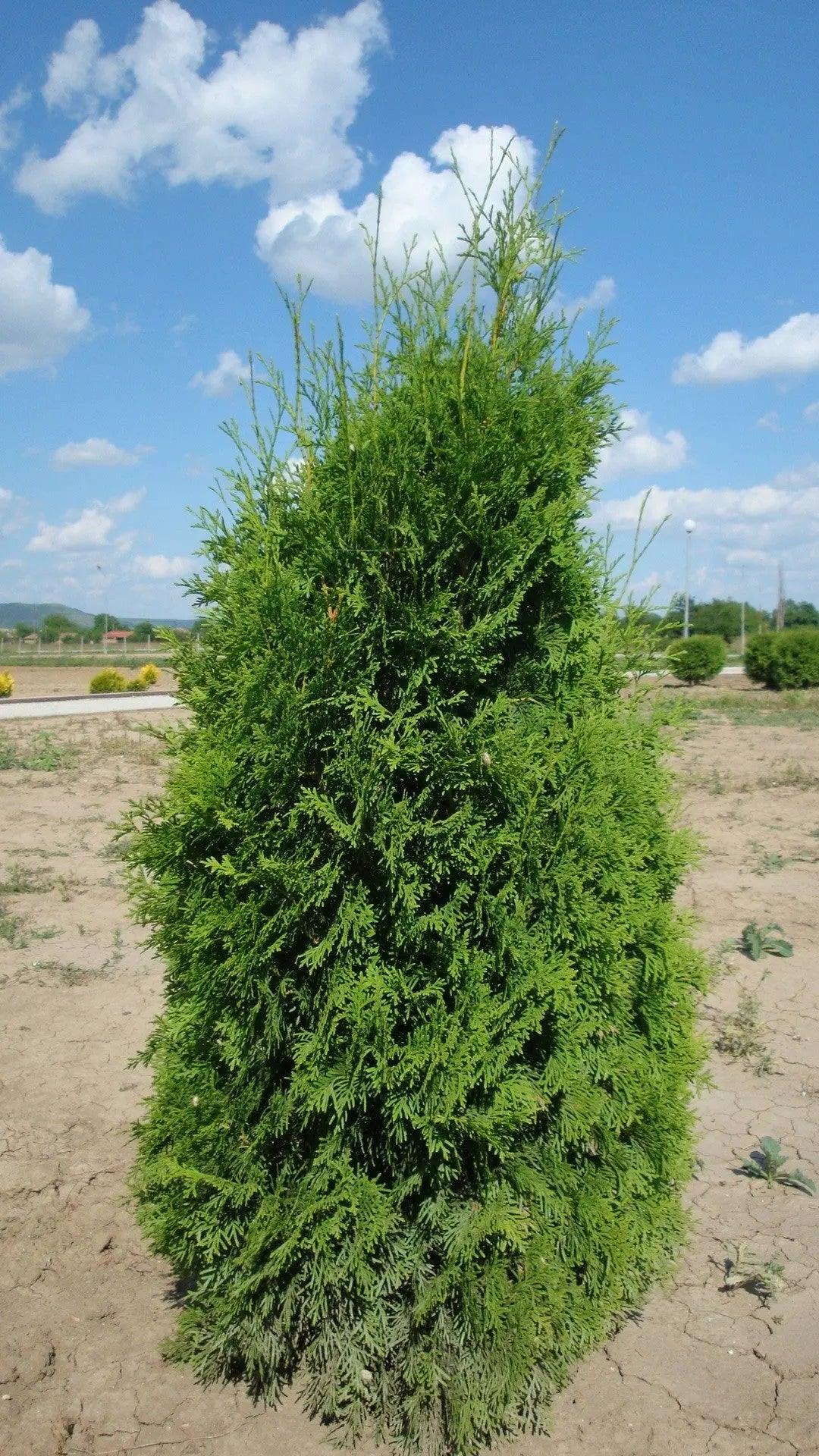 Tuia Columna" 0.80 - 1.00 m  Thuja occidentalis "Columnaris"